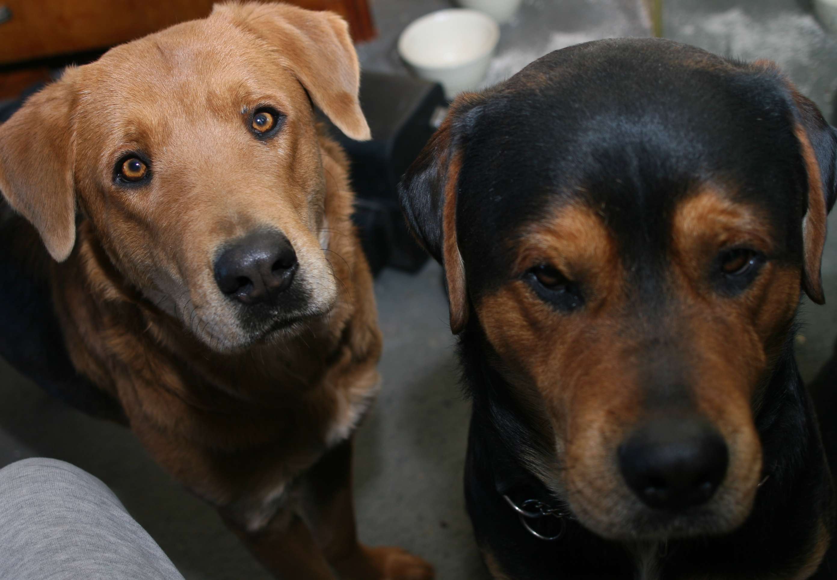 Valentin Dog and House Sitting business image in boron, California